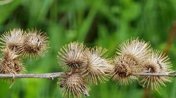 Dry thistle seeds on the stem are wrapped in a web. Close-up. Clear day. video