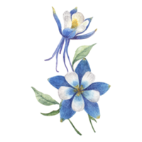 Watercolor painting of blue flower png