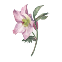 Watercolor painting of Pink Lily png