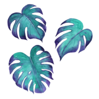 Watercolor painting of blue Monstera Leaf png