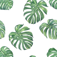 Monstera leaf watercolor seamless background png