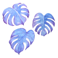 aquarelle La peinture de bleu monstera feuille png