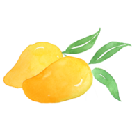 Watercolor Painting of Mango png