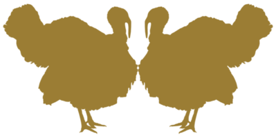 Turkey Silhouette for Art Illustration, Pictogram or Graphic Design Element. The Turkey is a large bird in the genus Meleagris. Format PNG