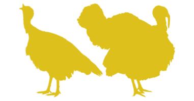 Pair of Turkey Silhouette for Art Illustration, Pictogram or Graphic Design Element. The Turkey is a large bird in the genus Meleagris. Format PNG