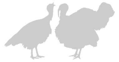 paar- van kalkoen silhouet voor kunst illustratie, pictogram of grafisch ontwerp element. de kalkoen is een groot vogel in de geslacht meleagris. formaat PNG