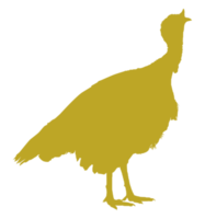 Turkey Silhouette for Art Illustration, Pictogram or Graphic Design Element. The Turkey is a large bird in the genus Meleagris. Format PNG