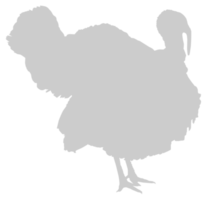 Turkey Silhouette for Art Illustration, Pictogram or Graphic Design Element. The Turkey is a large bird in the genus Meleagris. Format PNG