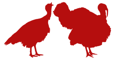 Pair of Turkey Silhouette for Art Illustration, Pictogram or Graphic Design Element. The Turkey is a large bird in the genus Meleagris. Format PNG