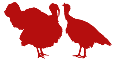 par de Turquía silueta para Arte ilustración, pictograma o gráfico diseño elemento. el Turquía es un grande pájaro en el género meleagris. formato png