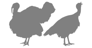 Pair of Turkey Silhouette for Art Illustration, Pictogram or Graphic Design Element. The Turkey is a large bird in the genus Meleagris. Format PNG