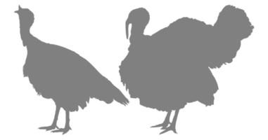 Pair of Turkey Silhouette for Art Illustration, Pictogram or Graphic Design Element. The Turkey is a large bird in the genus Meleagris. Format PNG