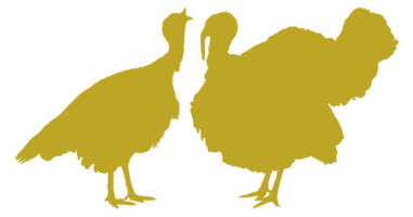 Pair of Turkey Silhouette for Art Illustration, Pictogram or Graphic Design Element. The Turkey is a large bird in the genus Meleagris. Format PNG