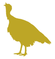 Turkey Silhouette for Art Illustration, Pictogram or Graphic Design Element. The Turkey is a large bird in the genus Meleagris. Format PNG