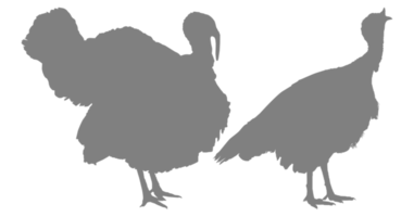 par av Kalkon silhuett för konst illustration, piktogram eller grafisk design element. de Kalkon är en stor fågel i de släkte meleagris. formatera png