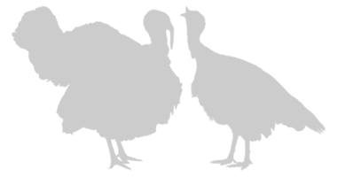 Pair of Turkey Silhouette for Art Illustration, Pictogram or Graphic Design Element. The Turkey is a large bird in the genus Meleagris. Format PNG