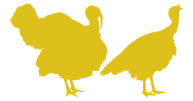 Pair of Turkey Silhouette for Art Illustration, Pictogram or Graphic Design Element. The Turkey is a large bird in the genus Meleagris. Format PNG