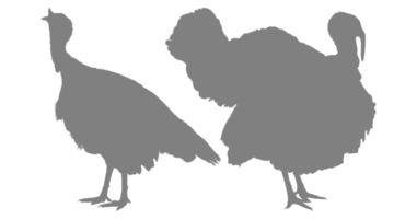 paar- van kalkoen silhouet voor kunst illustratie, pictogram of grafisch ontwerp element. de kalkoen is een groot vogel in de geslacht meleagris. formaat PNG