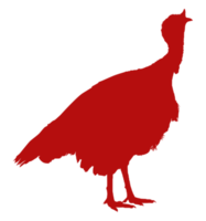 tacchino silhouette per arte illustrazione, pittogramma o grafico design elemento. il tacchino è un' grande uccello nel il genere meleagris. formato png