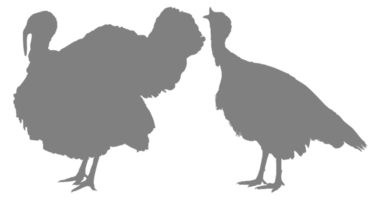 Pair of Turkey Silhouette for Art Illustration, Pictogram or Graphic Design Element. The Turkey is a large bird in the genus Meleagris. Format PNG