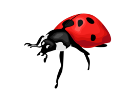 insecte - coccinelle png