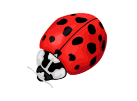 Insect - Ladybug png