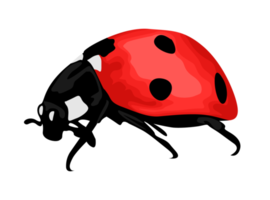 insecte - coccinelle png
