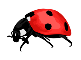 insetto - coccinella png