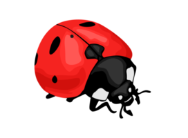 insetto - coccinella png