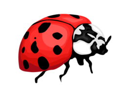 Insect - Ladybug png