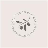 leaf plant logo and natural olive fruit .Herbal,olive oil,cosmetics or beauty,business,cosmetology,agriculture,ecology concept,spa,health,yoga center,vector vector