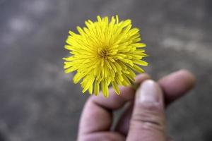 mano con amarillo flor foto