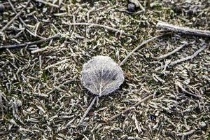 congelado caído hoja foto