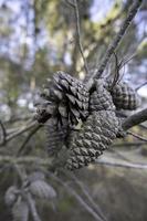 Dried pine cones photo