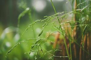 Beautiful plants with dew drops in nature on rainy morning in garden, selective focus. Image in green tones. Spring summer natural background photo