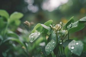 Beautiful plants with dew drops in nature on rainy morning in garden, selective focus. Image in green tones. Spring summer natural background photo