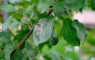 Apple tree branch with green leaves affected by a fungal disease rust. Deficiency or excess of elements and microelements of plant nutrition, disease. Rust spots of fungal disease on an apple tree. photo