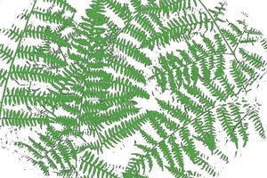 Green fern leaves on a white background. Vector illustration for your design photo