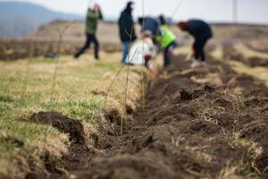 A row of seedlings in black plastic containers with one of them being planted in the ground. A small tree is being planted in a pile of soil. photo