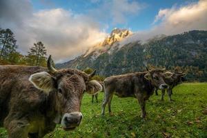 Cows grazing on a pasture surrounded by mountains under cloudy sky photo