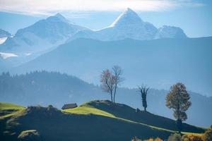 three trees standing on a mountain in the background you can see the snow covered alps photo