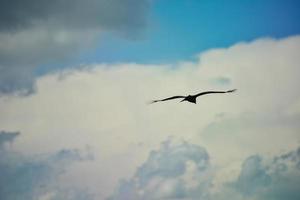 An eagle hovers over the valley and high in the sky photo