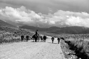 The horses on the Kalajun prairie in Xinjiang . photo