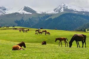 Horses grazing on the Qiongkushitai grassland in Xinjiang photo