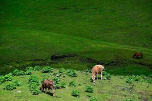 Horses grazing on the Qiongkushitai grassland in Xinjiang photo