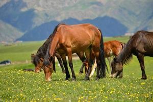 Horses grazing on the Qiongkushitai grassland in Xinjiang photo