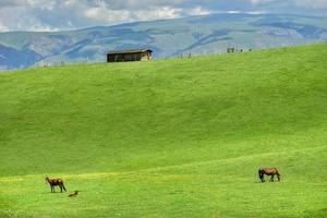 Horses grazing on the Qiongkushitai grassland in Xinjiang photo