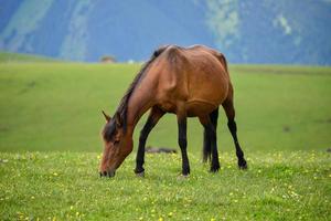 Horses grazing on the Qiongkushitai grassland in Xinjiang photo