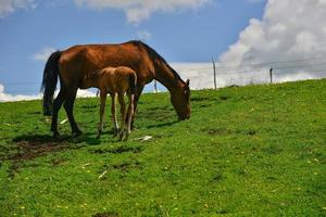 Horses grazing on the Qiongkushitai grassland in Xinjiang photo