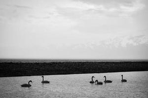 un par de cisnes relajante en marinero lago, Xinjiang foto